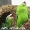 funny pets mov. 24