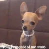funny pets mov. 26