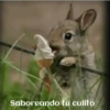 funny pets mov. 27