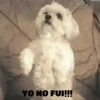 funny pets mov. 28