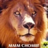 funny pets mov. 29