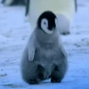 funny pets mov. 30