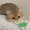 funny pets mov. 31