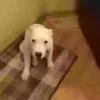 Perritoscute 5