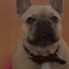 Perritoscute 6