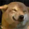 Perritoscute 7