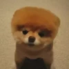 Perritoscute 8