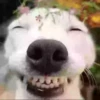 Perritoscute 9