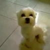 Perritoscute 11