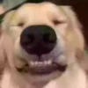 Perritoscute 12