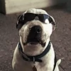 Perritoscute 13
