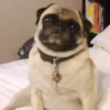 Perritoscute 14