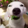 Perritoscute 16