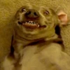 Perritoscute 17