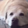Perritoscute 18