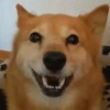 Perritoscute 20