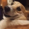 Perritoscute 21