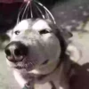 Perritoscute 22