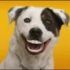 Perritoscute 23