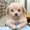 Perritoscute 24