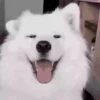 Perritoscute 26