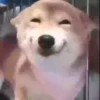 Perritoscute 27