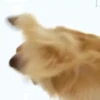 Perritoscute 28
