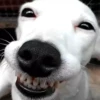 Perritoscute 29
