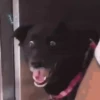 Perritoscute 30
