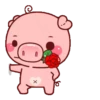 Pequeno porco 15