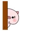 Pequeno porco 18