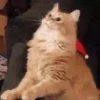 A͓̽n͓̽i͓̽m͓̽a͓̽l͓̽s͓̽ ͓̽i͓̽n͓̽ ͓̽C͓̽h͓̽r͓̽i͓̽s͓̽t͓̽m͓̽a͓̽s͓̽ Mov 11