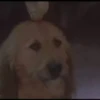 The Grinch 12