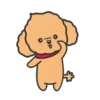 Tory the poodle(Christmas)MOV 12