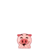 Pig 1 11