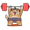 Gato sumo 12