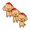 Tory the poodle(Christmas)MOV 25