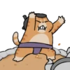 Gato sumo 21