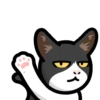CAT EXPRESSIONS Mov 22