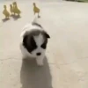 Bichinhos fofos 6