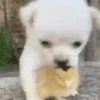 Bichinhos fofos 7