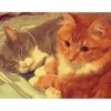 Kittens 5