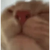 Kittens 6