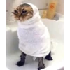 Kittens 7