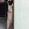 Perritos 1 5