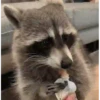 Mapaches 5