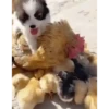 Bichinhos fofos 9