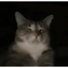 Kittens 8