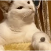 Kittens 9