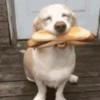 Perritos 1 6